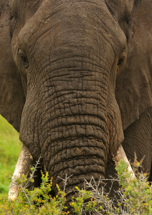 Loxodonta africana [300 mm, 1/640 sec at f / 11, ISO 1600]